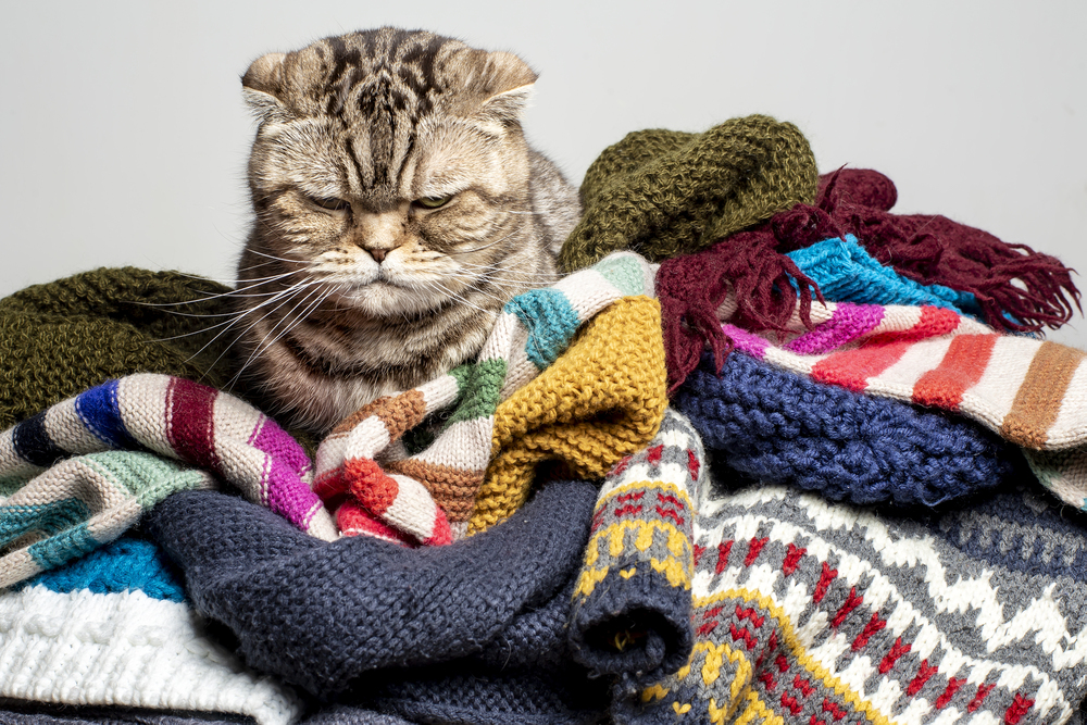 Grumpy-looking cat sitting atop a pile of colourful knitted sweaters and scarves, surrounded by cozy winter clothing.